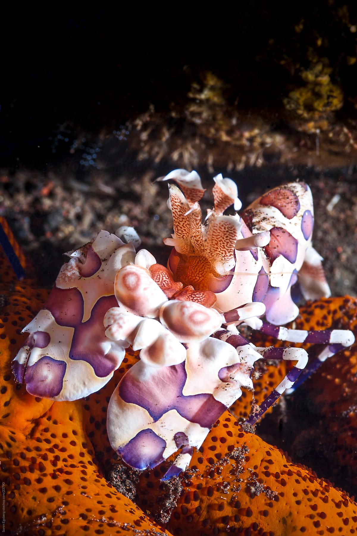 Harlequin Shrimps feeding on seastar on the coral reef  underwater in Thailand