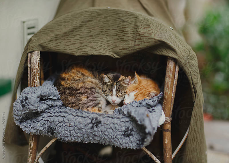 Two cats sleep holding each other under sheltered kennel in cold winter day