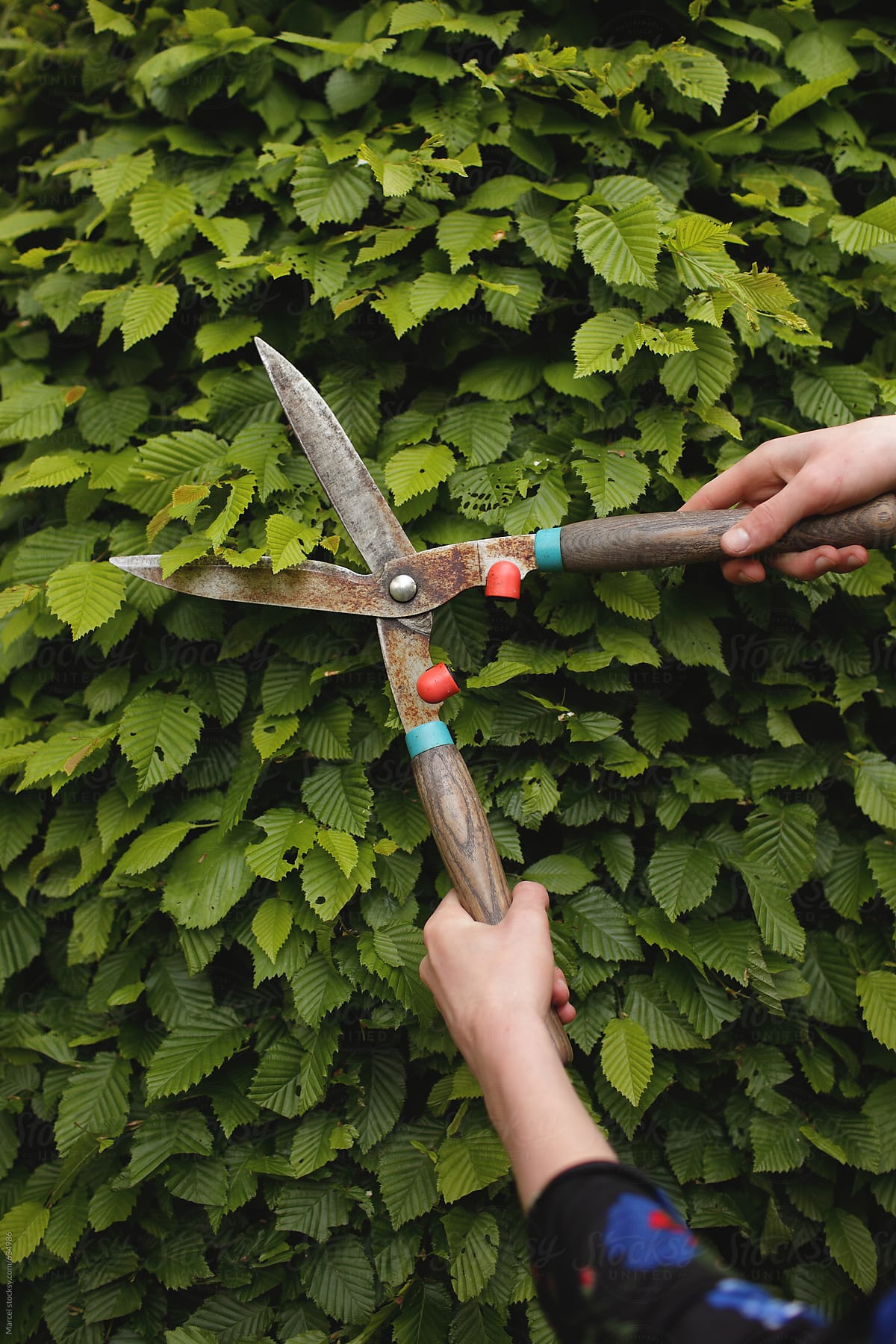 Trimming the hedge