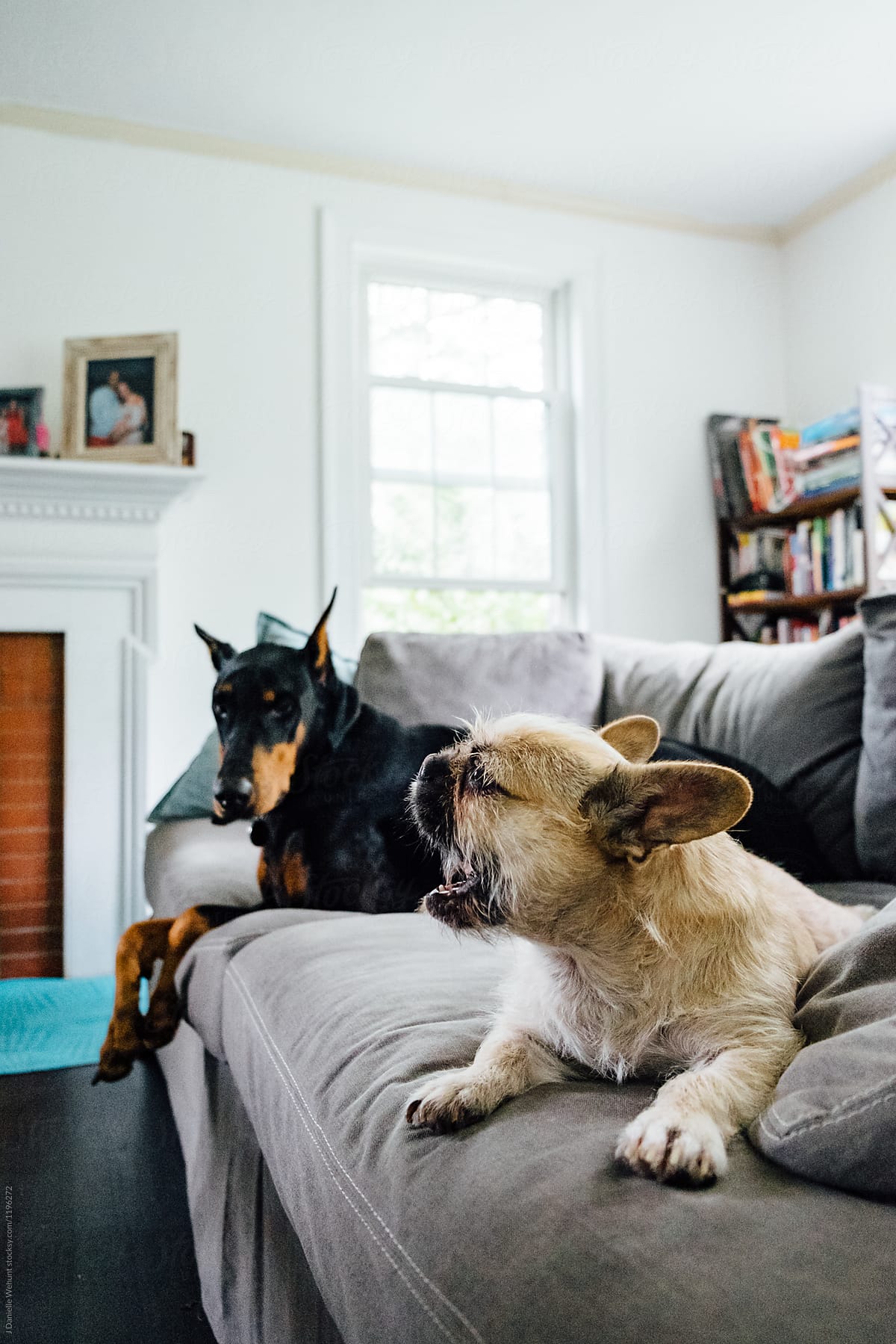 doberman pinscher and french bulldog shih tzu mix sitting on the back of a couch
