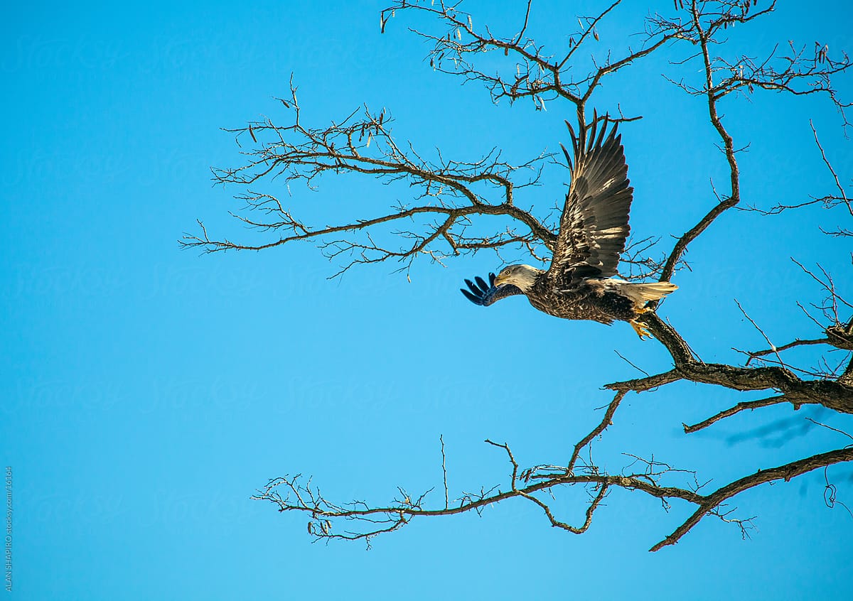 Bald Eagle on a limb