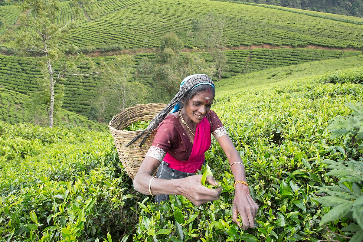 Tea picking in the fields of Sri Lanka.