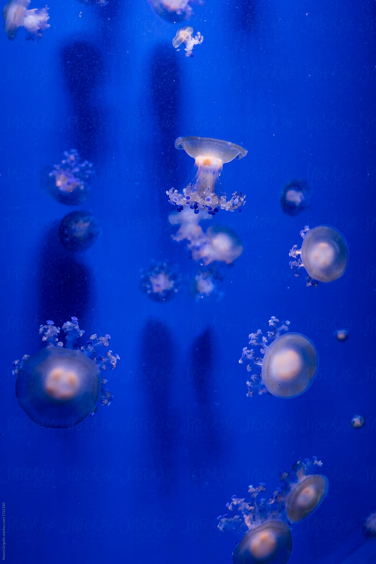 jellyfish floats in blue water