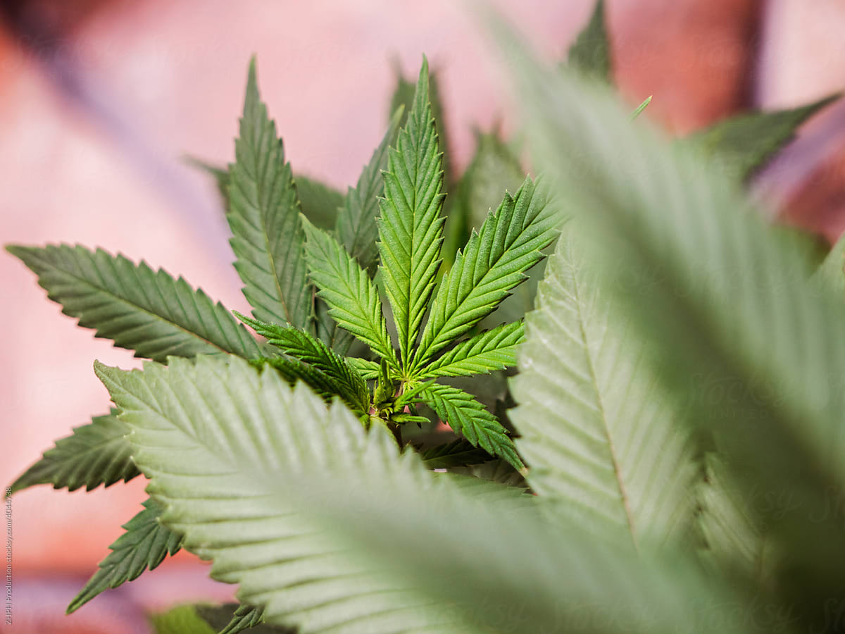 Closeup Shot Of A Mature Cannabis Plant