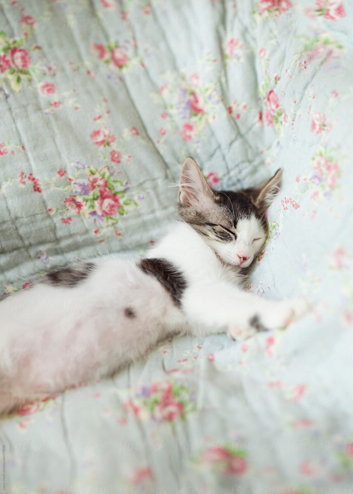 Young kitty cat sleeping blissfully on flowered quilt on sofa