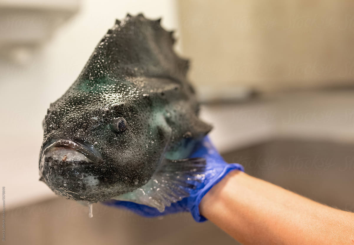 Lumpfish out of the water