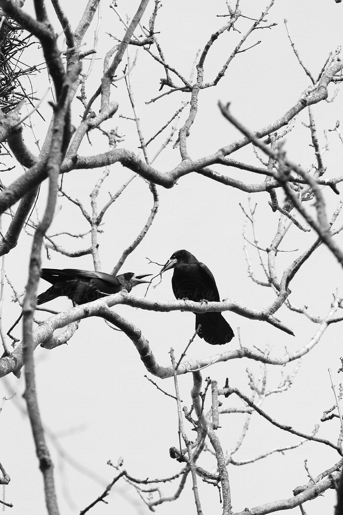 Rooks up in a tree in early spring