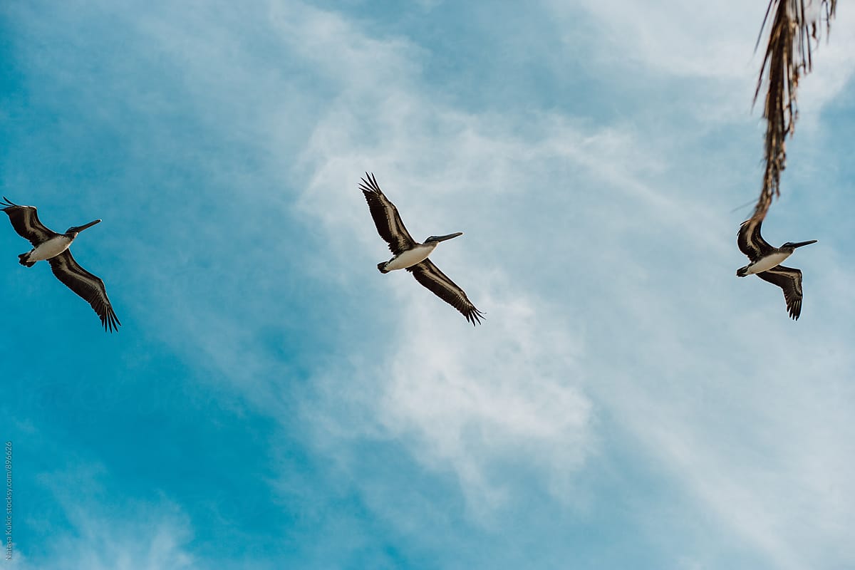 Birds flying by Havana beach
