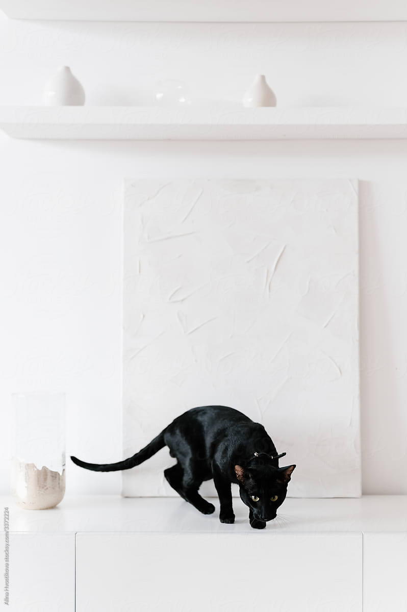 Black cat in white room