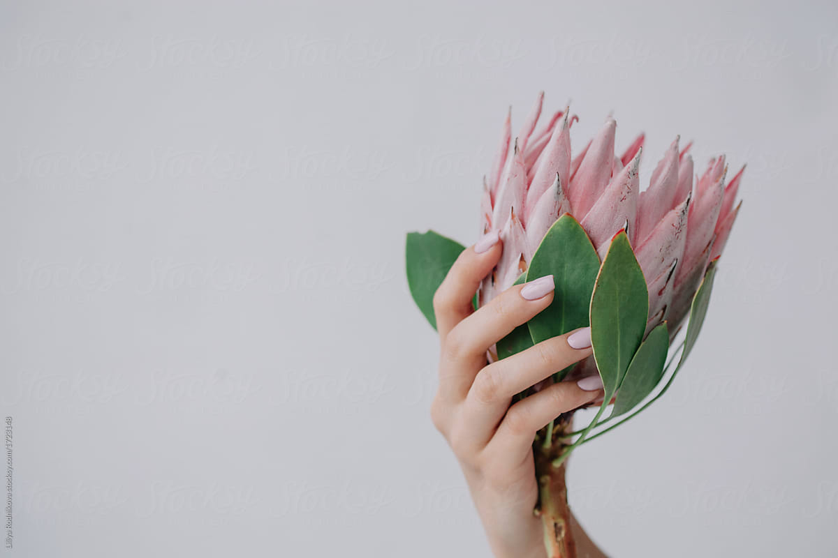 Hand with pink protea