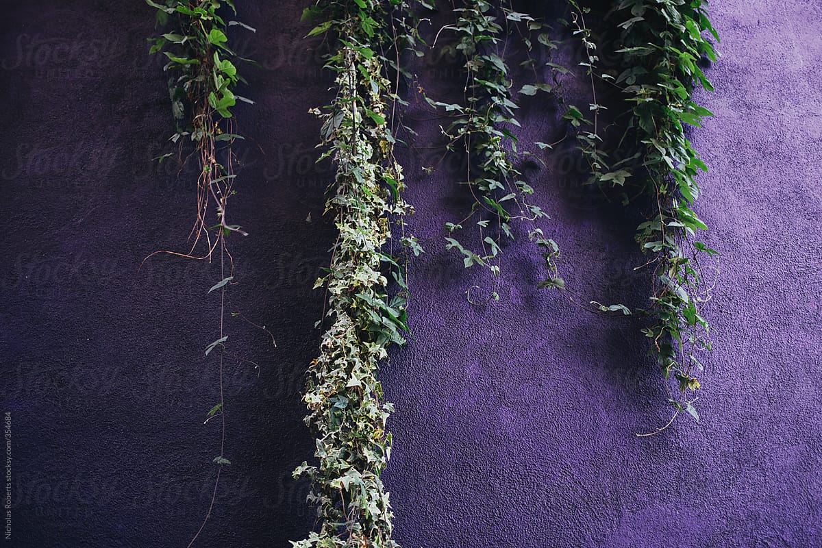 Purple Wall & Hanging Vines