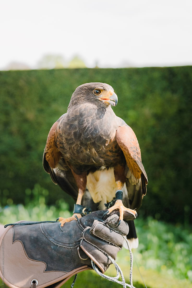 Bird of prey perched on a handlers hand