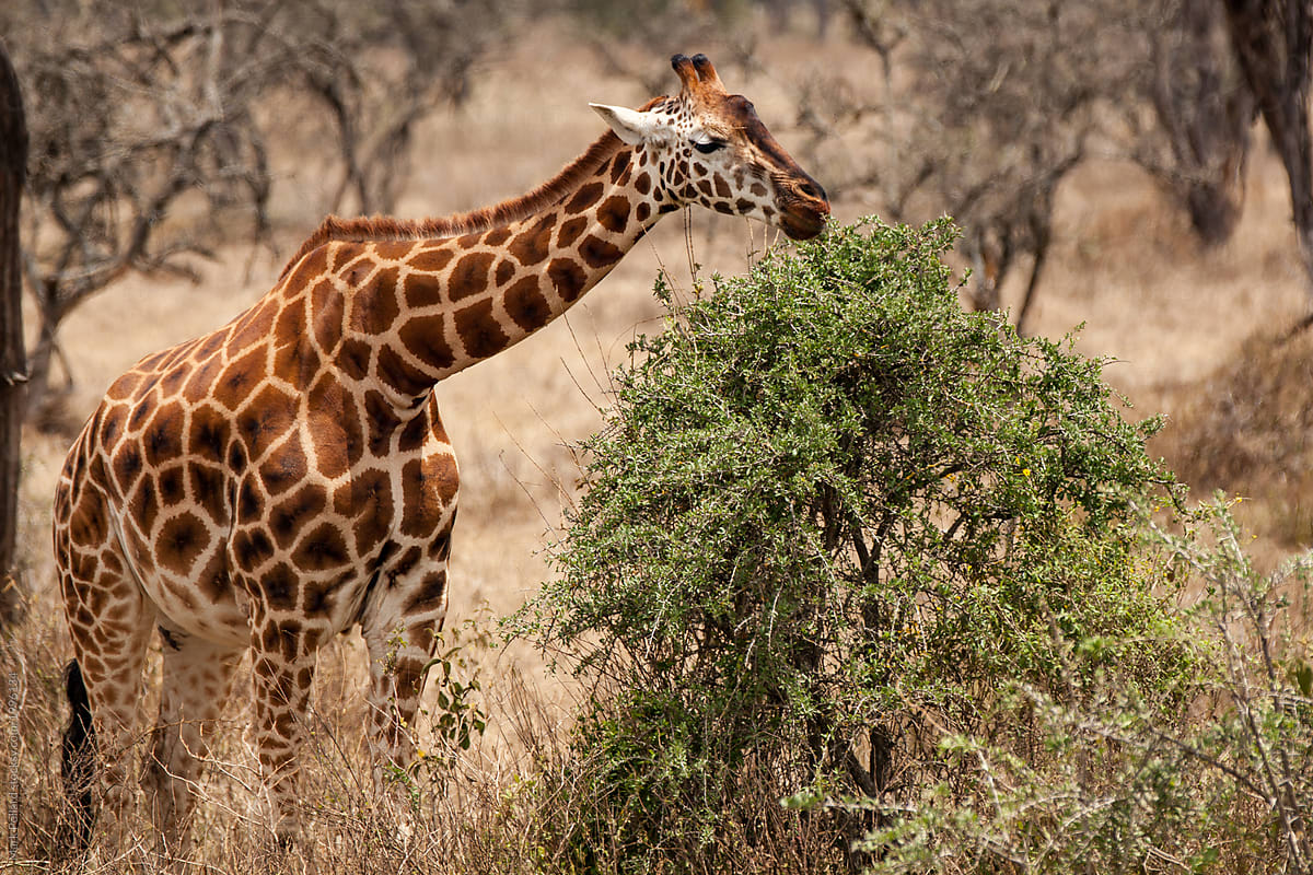Male Giraffe Feeding in Savannah