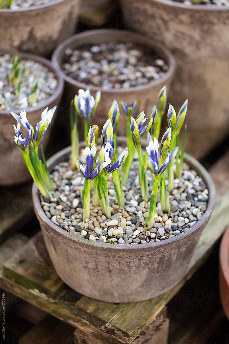 Iris reticulata flowering in gray concrete pot