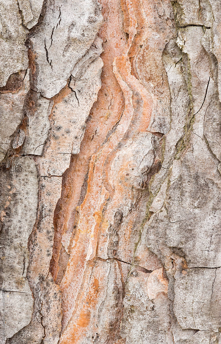 Pine Tree Bark