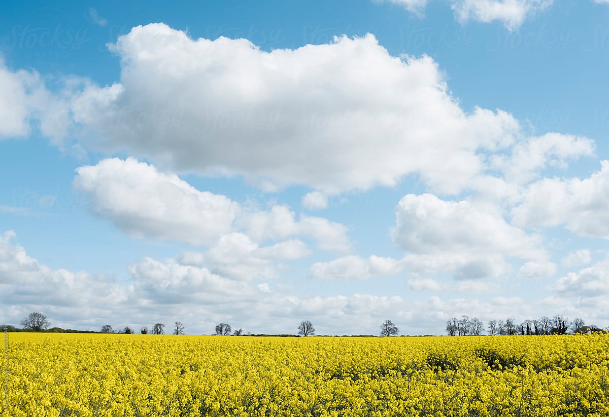 Blue sky and white clouds over a field of yellow Rapeseed. Norfo