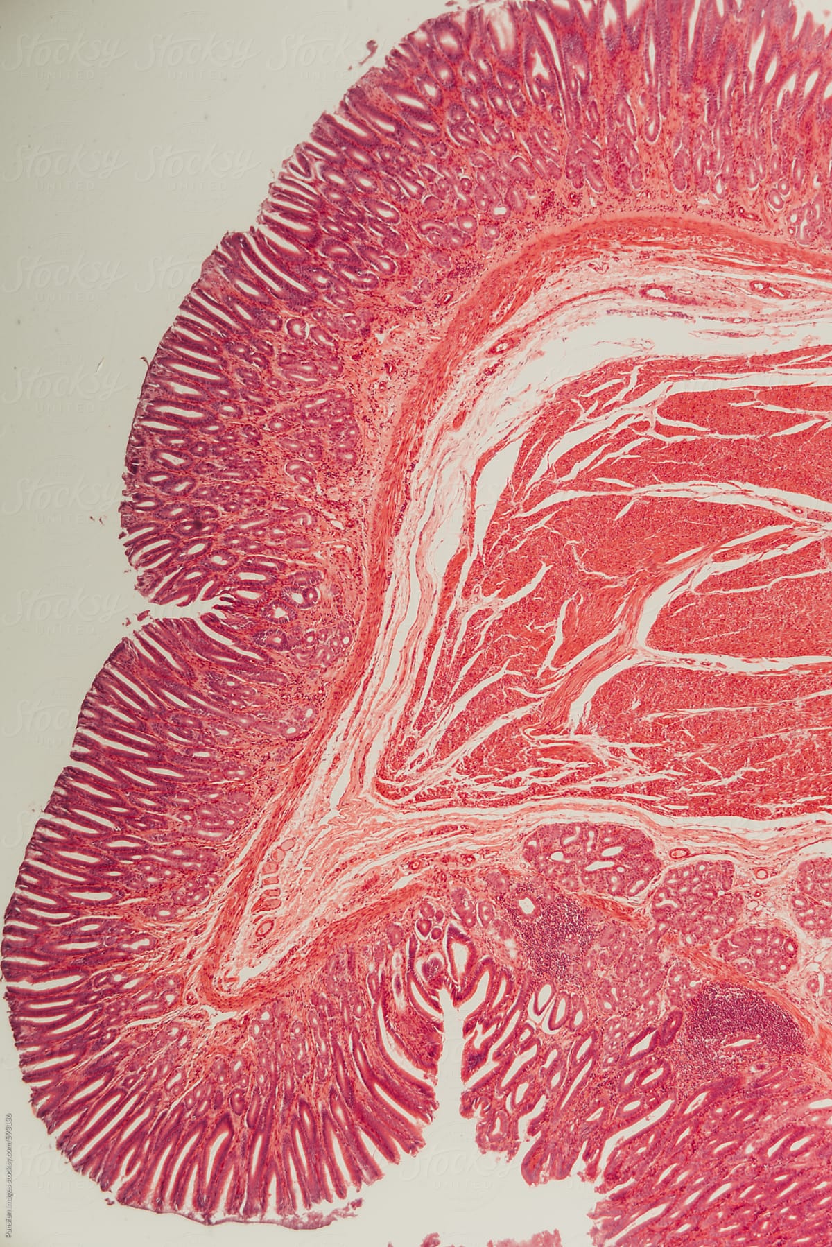 animal pyloric region of  stomach wall