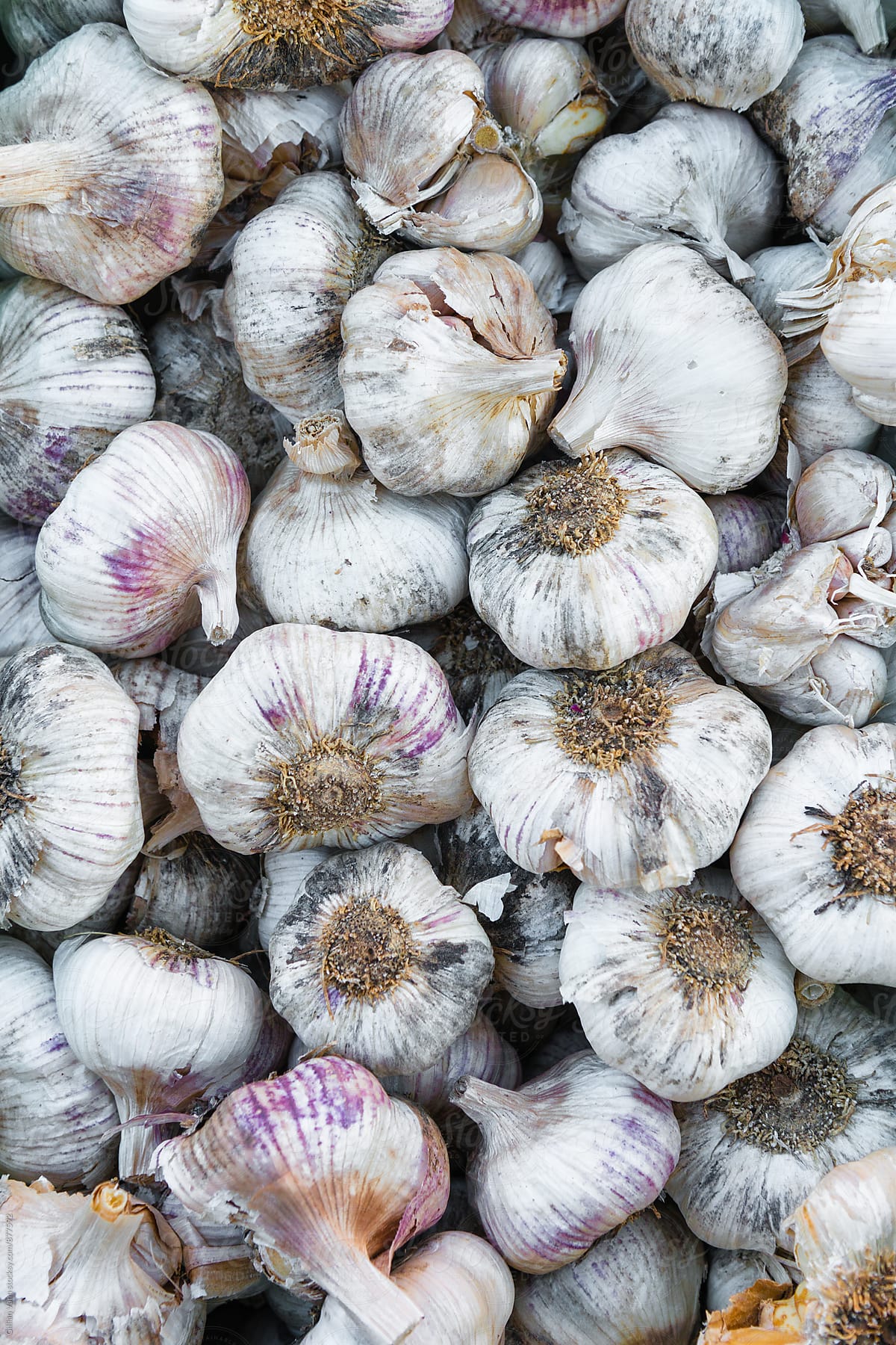 fresh veg market, organic purple garlic