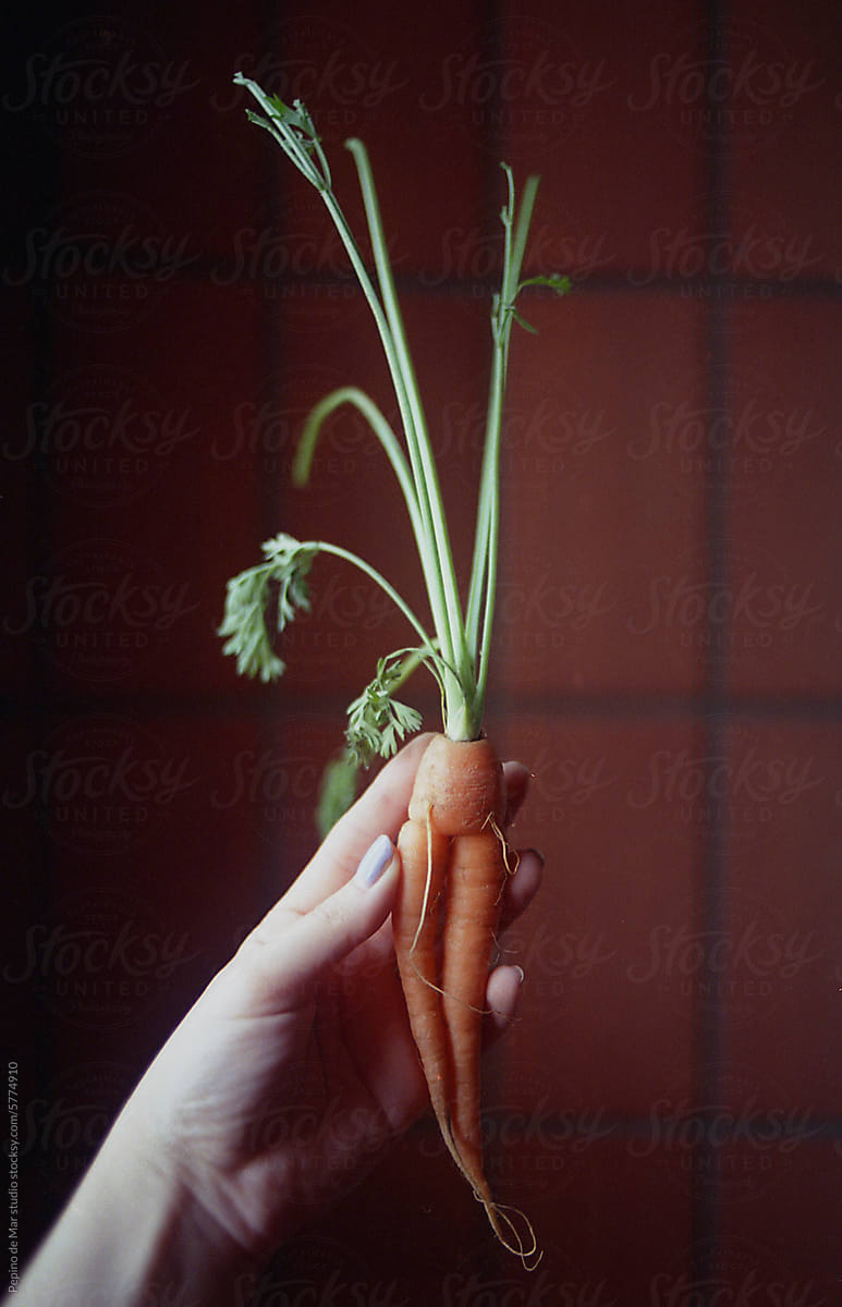 Carrot body