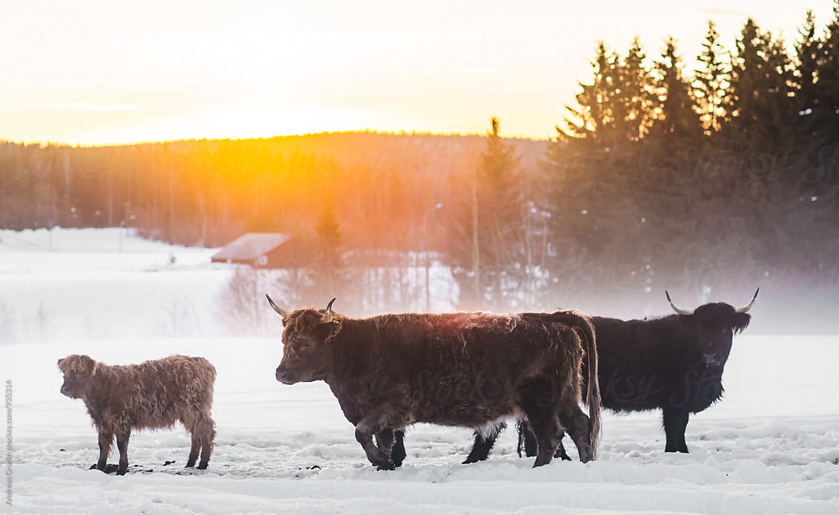 higland cattle in a winter sunset scenery