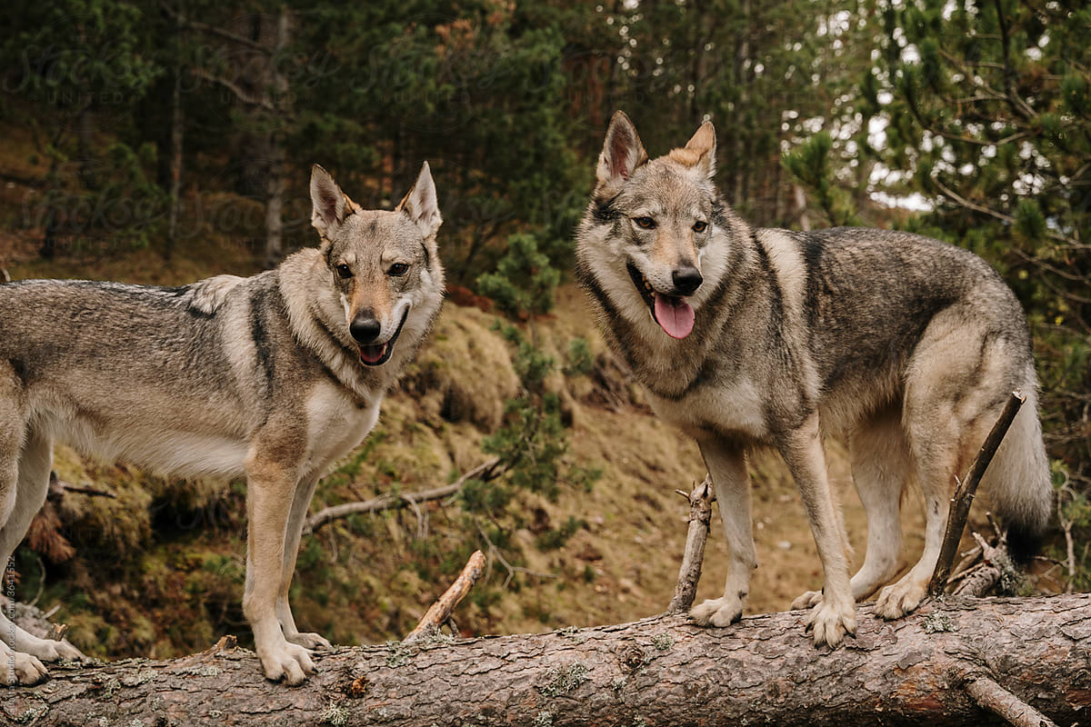 Wolf dogs in the mountain