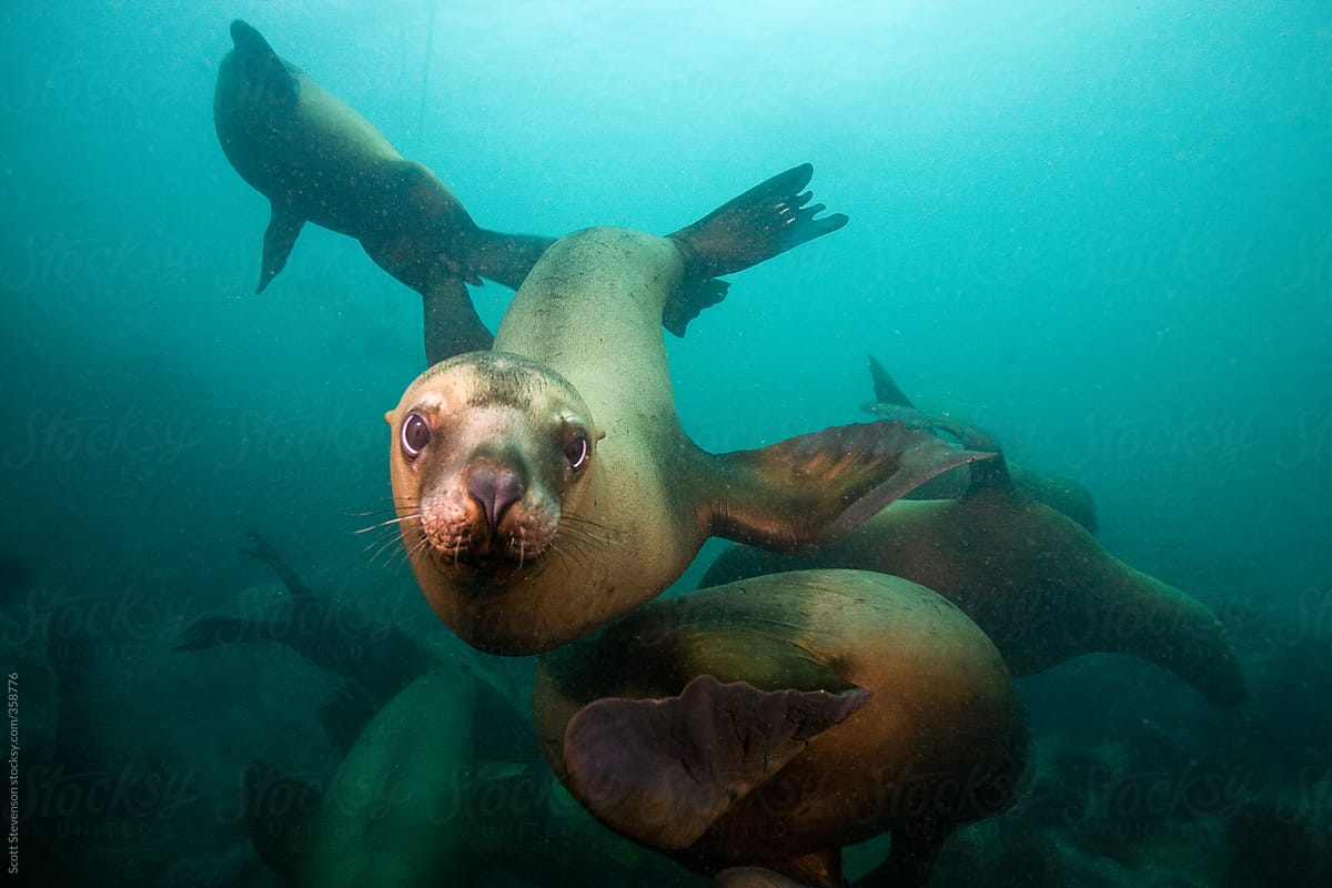 Steller Sea lion swims close to check out photographer