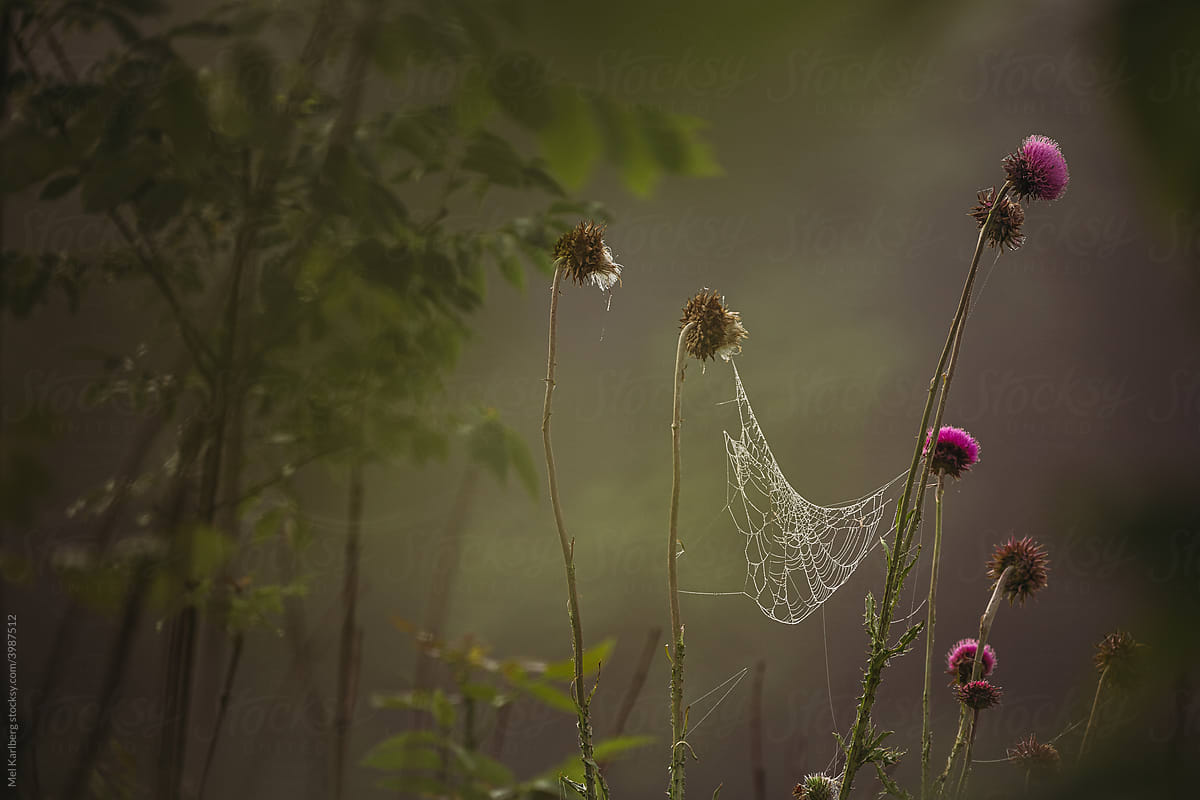 Spider web thistle wildflowers in a foggy field