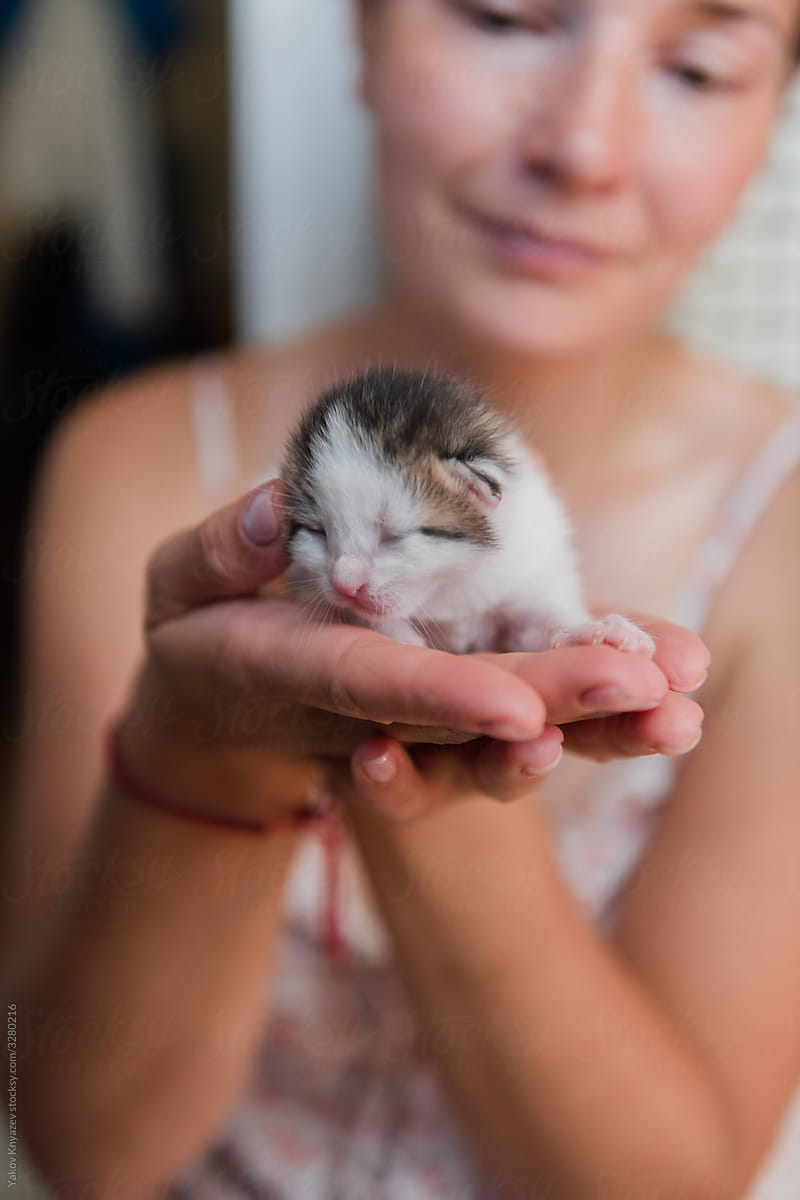 New born kittens on a woman\'s hand