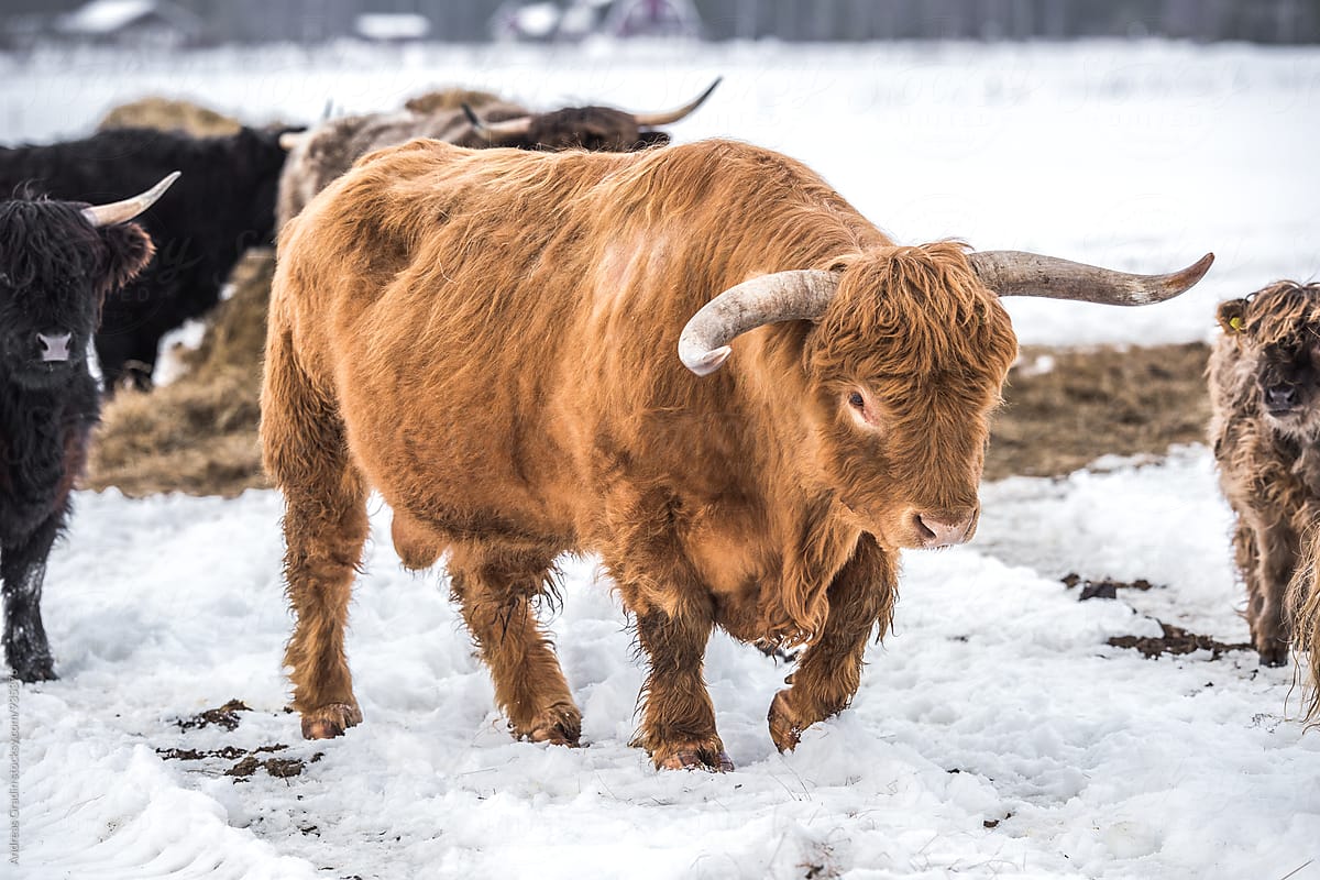 highland cattle in winter