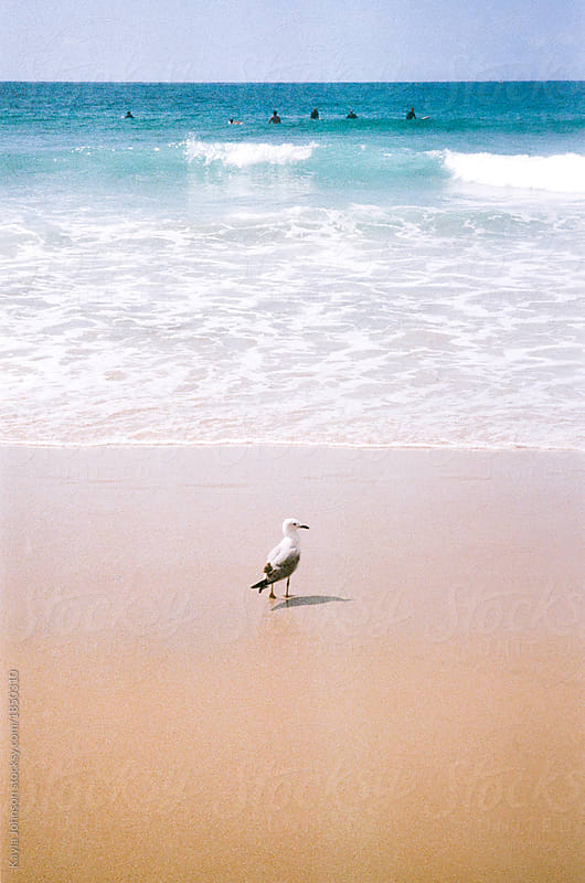 Seagull watching surfers at beach