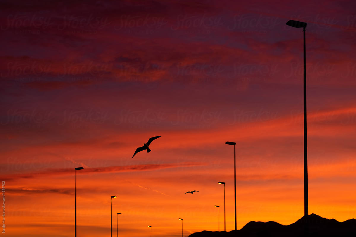 Two birds flying under a dramatic sunset sky