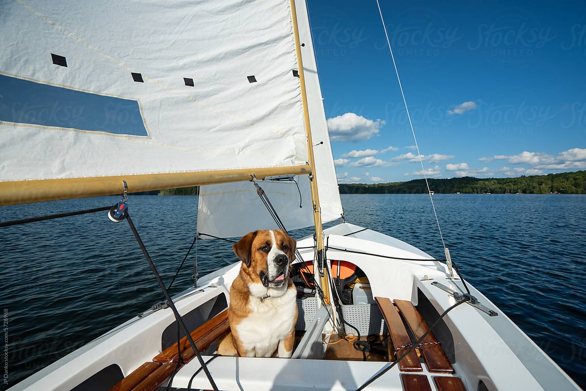 Large Dog Sailing in Small Boat in Summer
