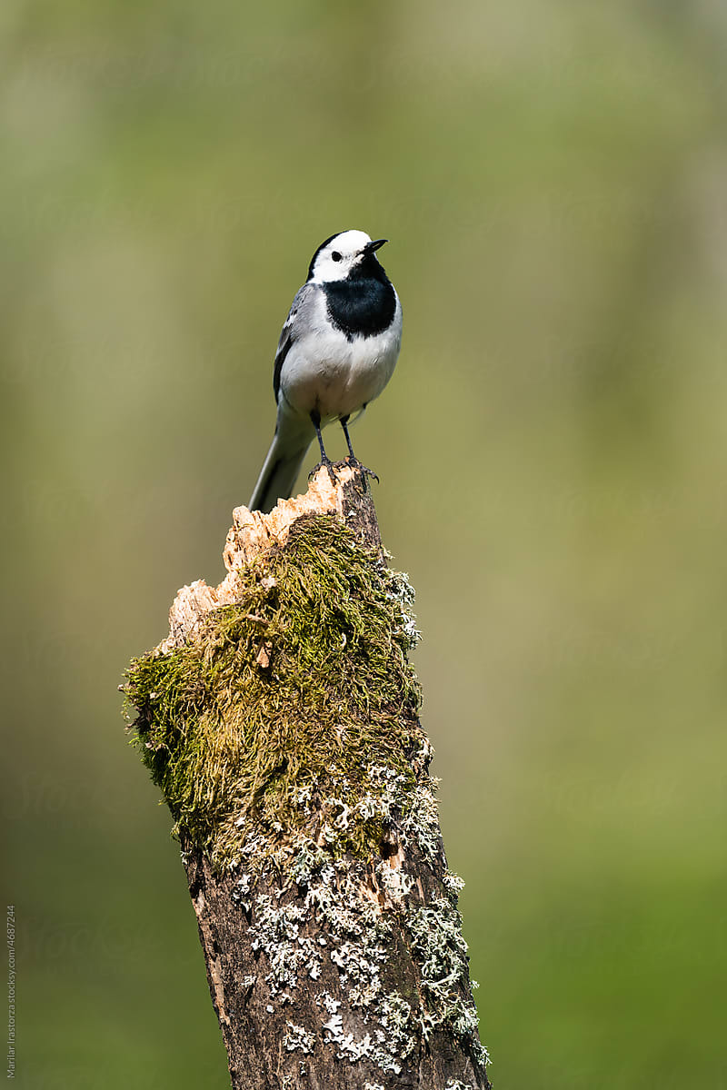 White Wagtail, Vertical Portrait
