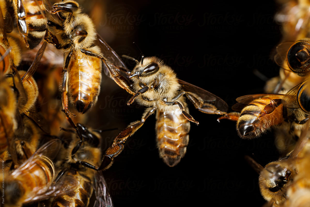 Festooning Honey bees