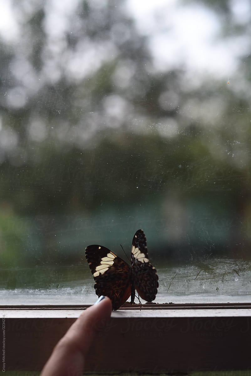butterfly on a window