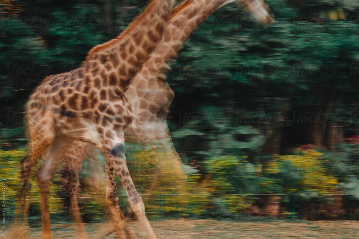 giraffe running