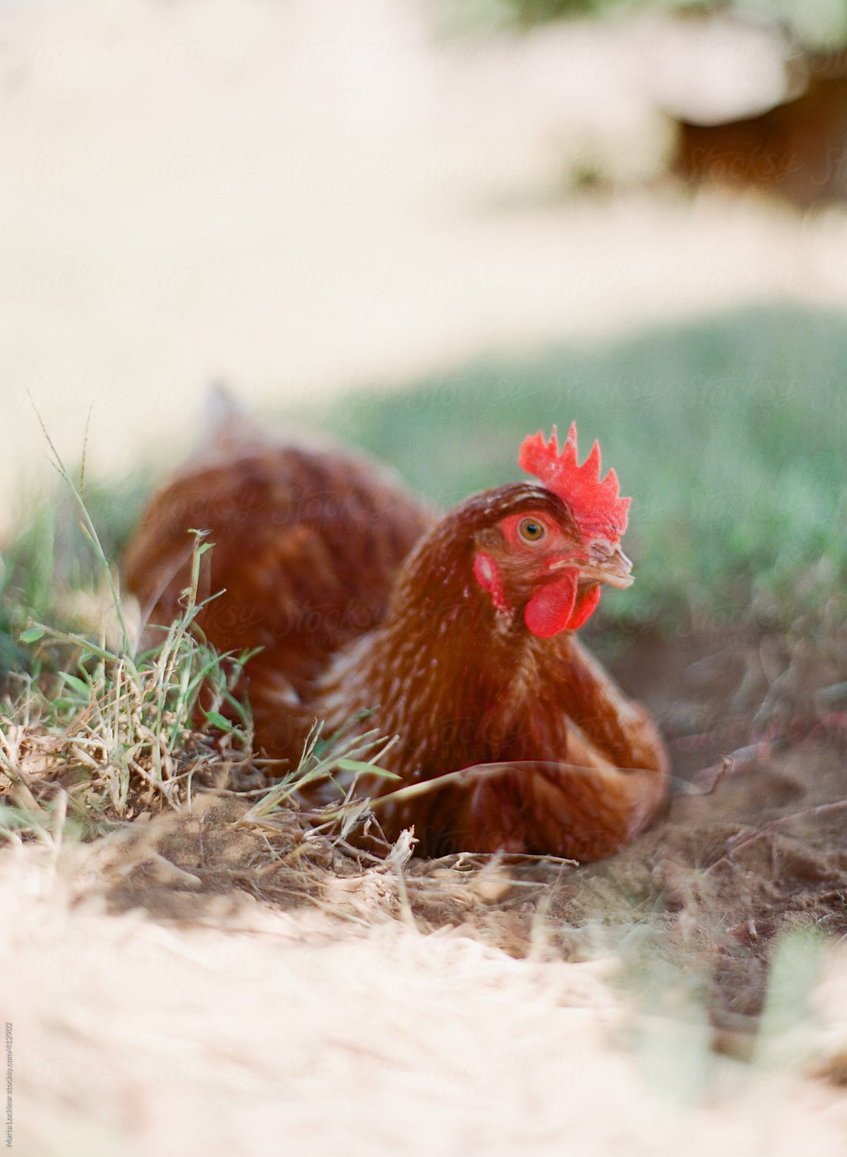 Chicken resting in the shade of a pine tree