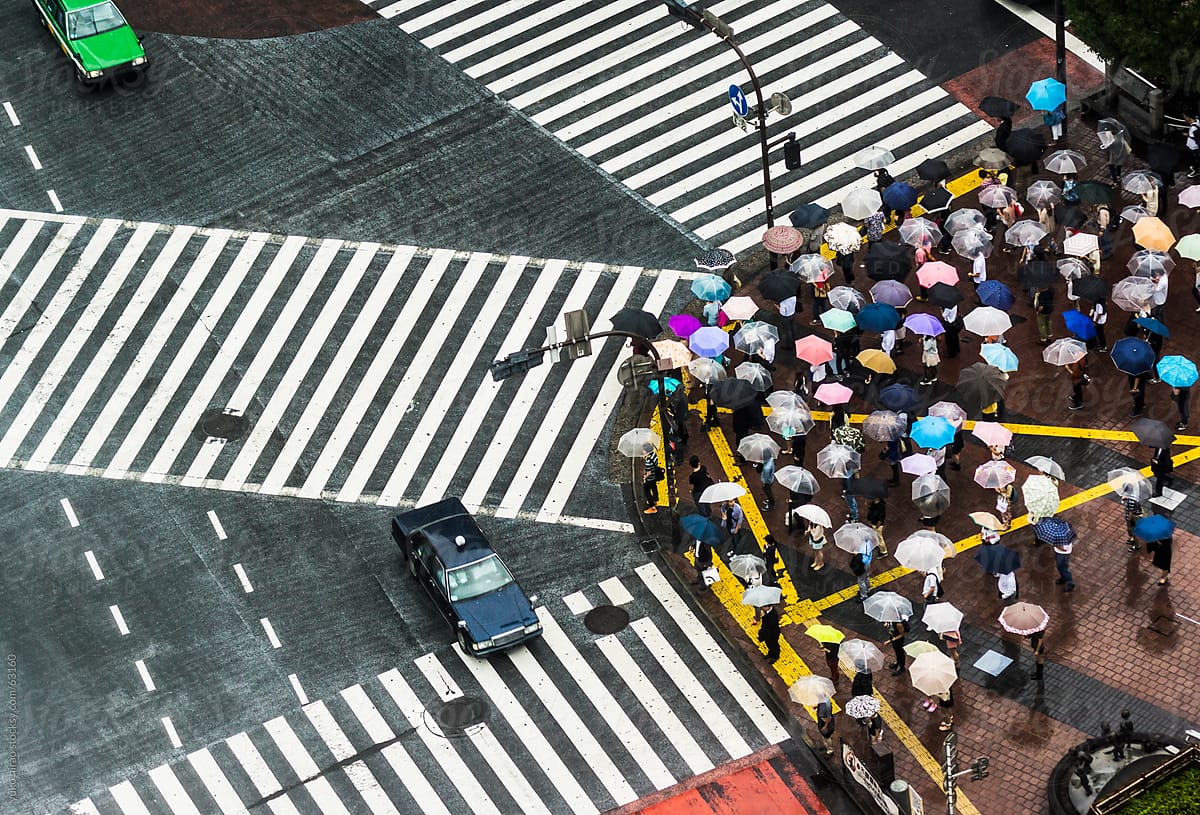 People with umbrellas in rain, waiting at Shibuya Scramble Intersection