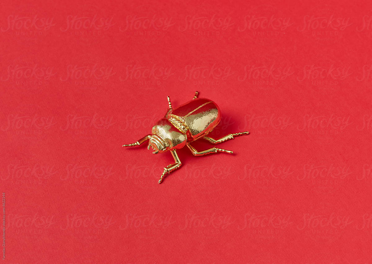 Golden beetle on red background