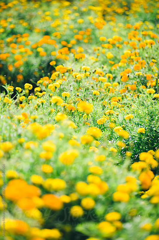 Marigold flower field by Alejandro Moreno de Carlos - Stocksy United