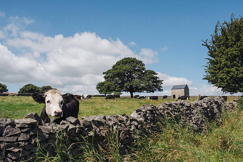Grazing cattle, tree and barn. Tideswell, Derbyshire, UK.