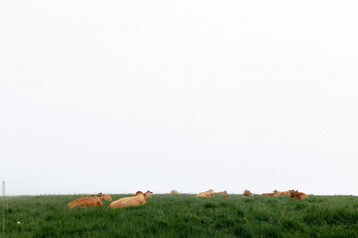 Cows in grassy field in foggy cloud weather