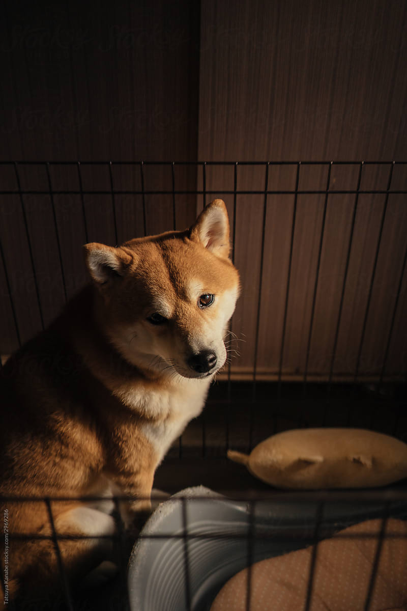 Shiba Inu in the Cage at Entrance of Japanese Traditional House