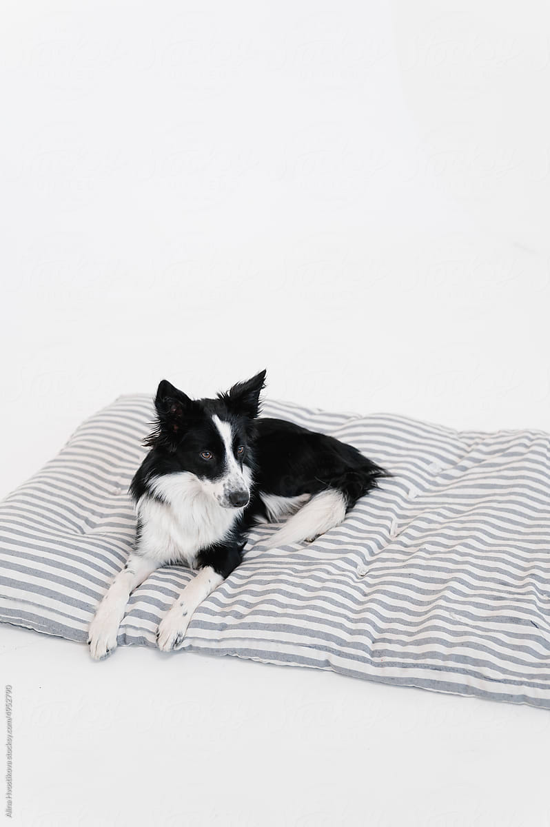 Border Collie sitting on mattress
