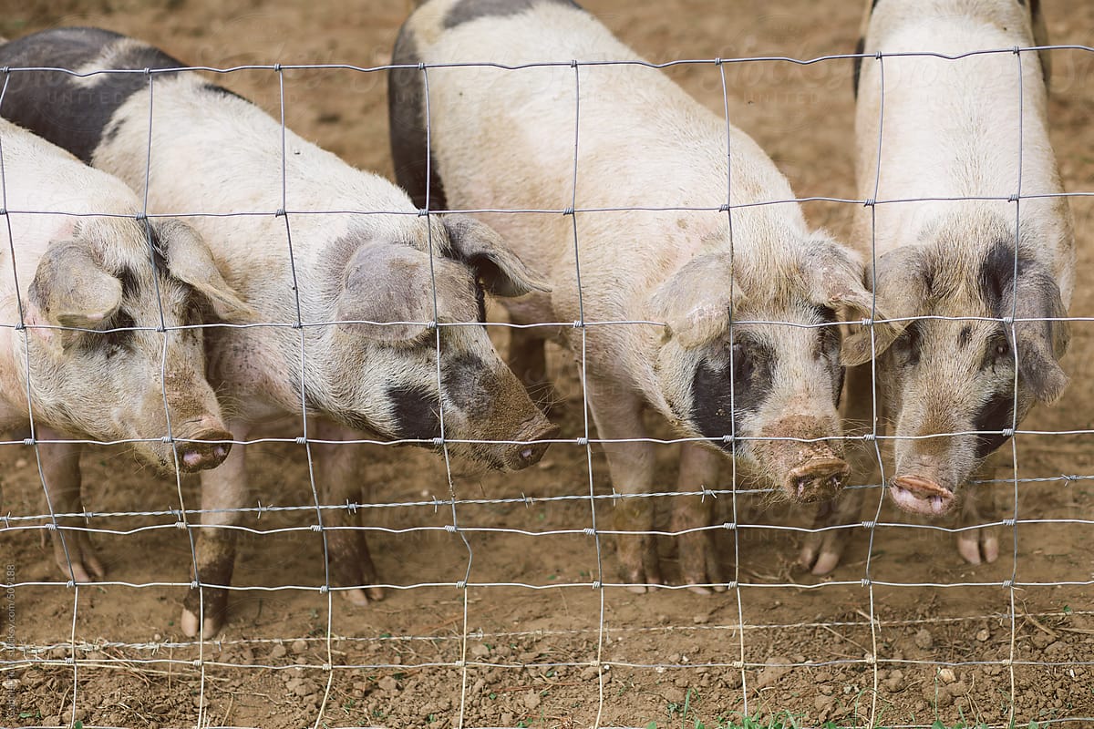 Domestic pigs behind a fence