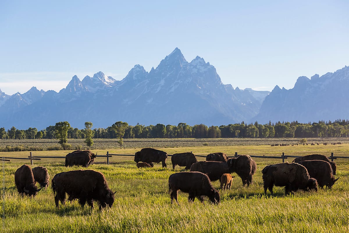 Buffalo, Grand National Wyoming, USA by Adams