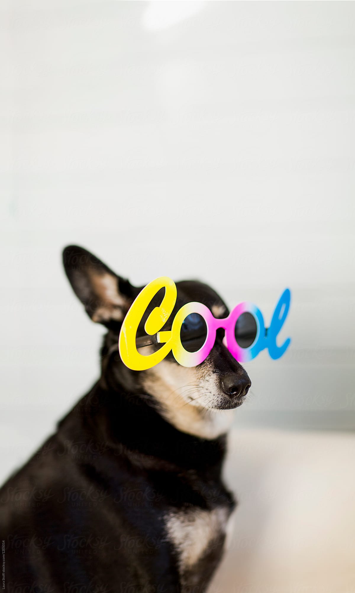Cool dog wearing silly colorful sunglasses