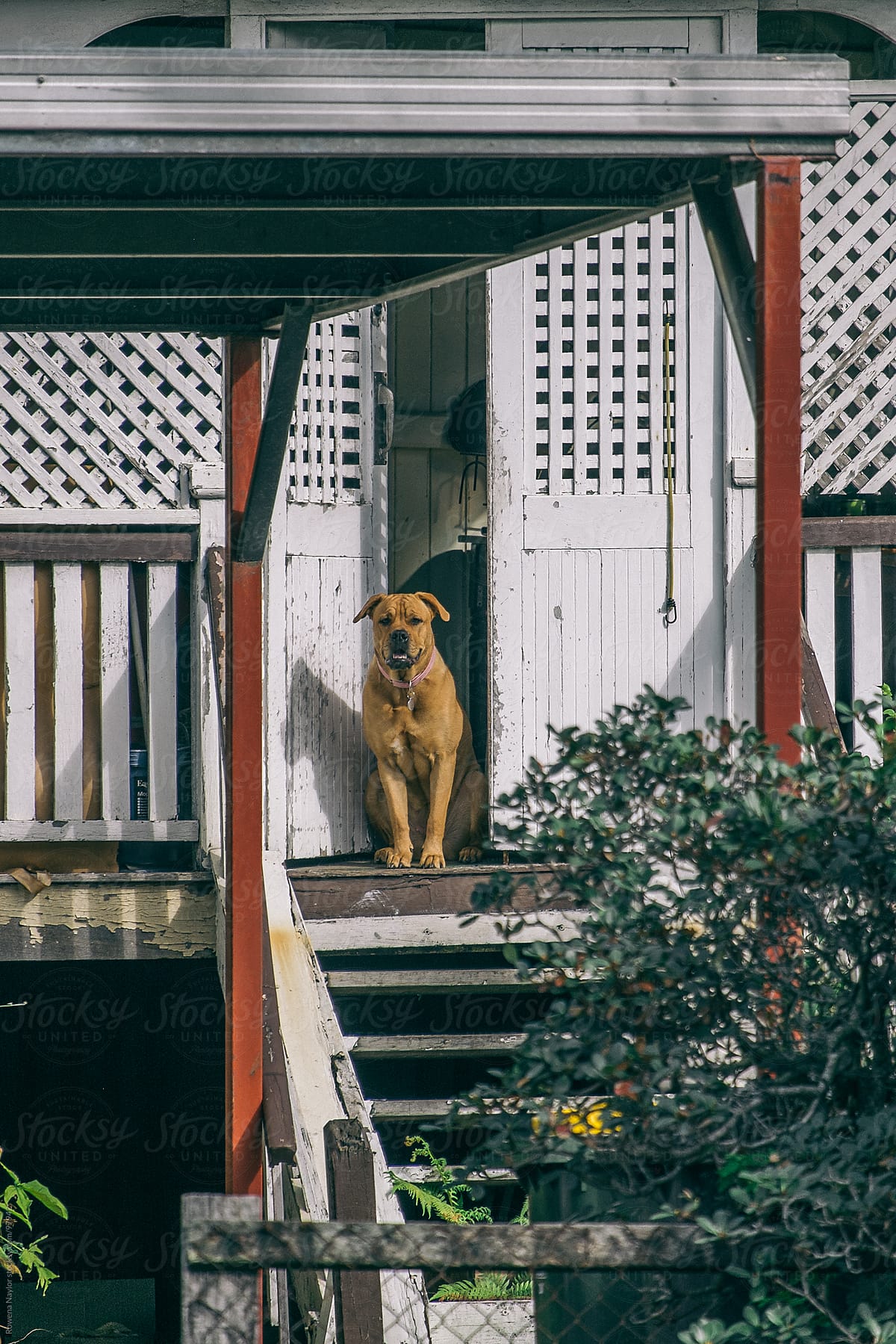 Dog Guarding run-down old house