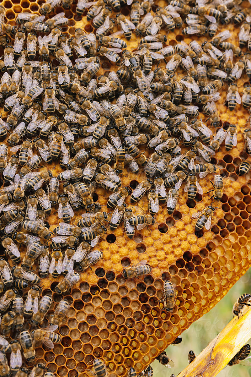 Honeycomb bee swarm insect