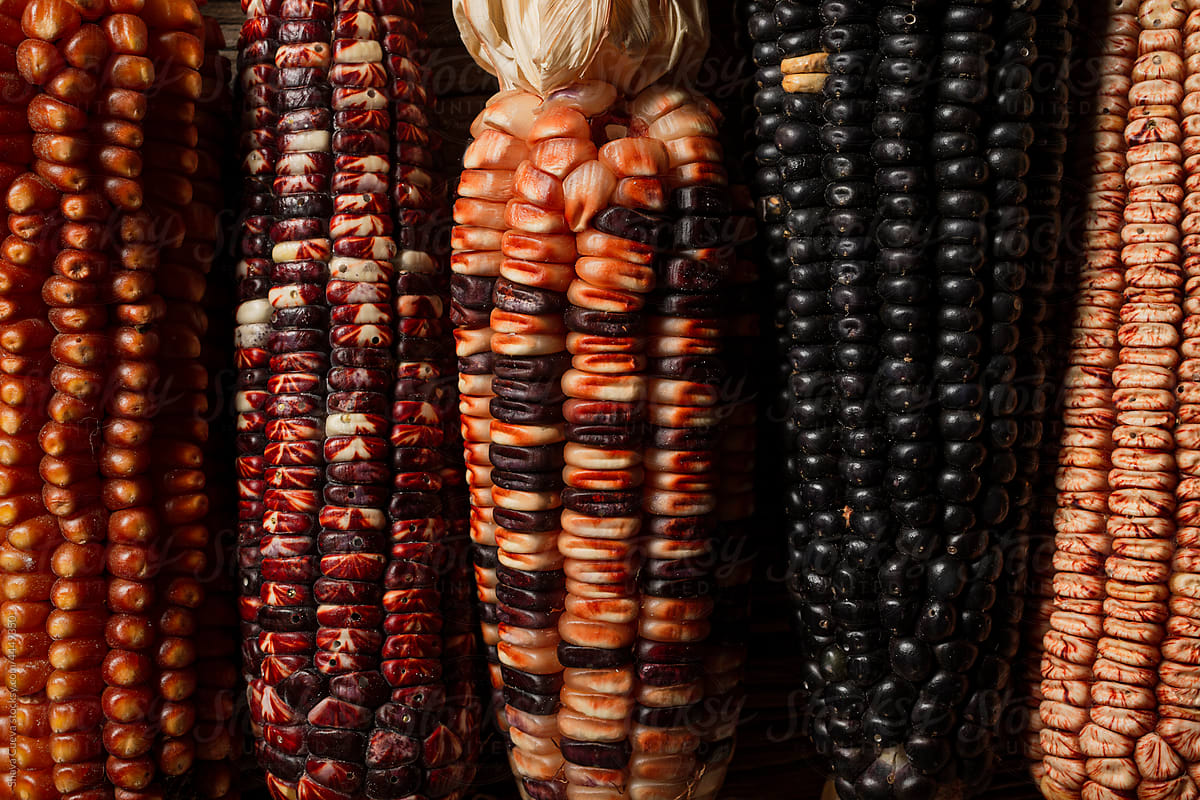 closeup of corn texture of different colors